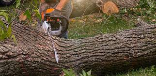 Best Tree Disease Treatment  in , OR