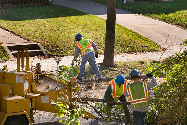 Best Tree Planting  in , OR