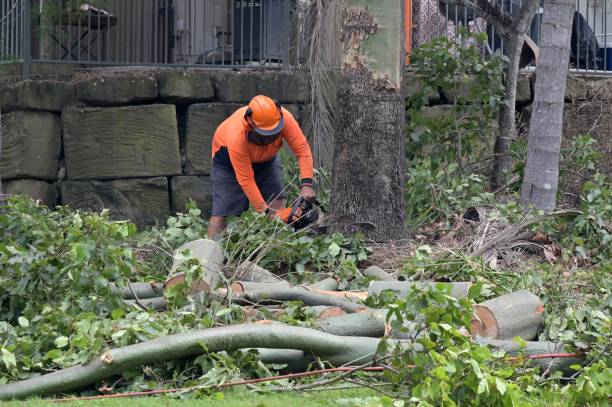 Best Tree Removal  in , OR